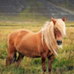 Meet your Posher, Luann